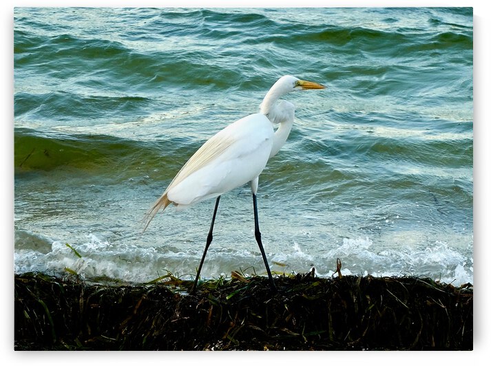 Bird 10 by Morteza Golpoor