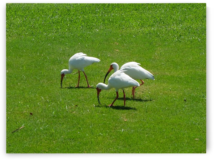 Bird 9 by Morteza Golpoor