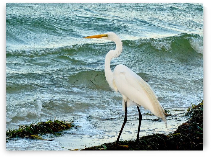 Bird 7 by Morteza Golpoor