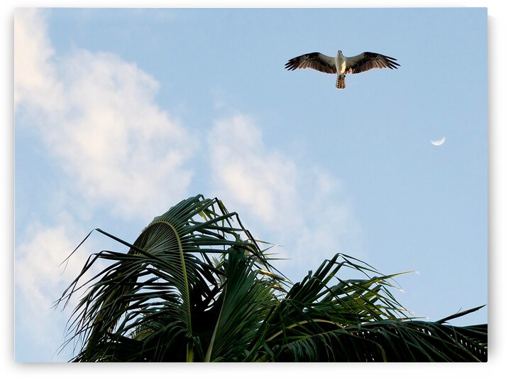 Bird 5 by Morteza Golpoor