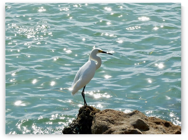 Bird 4 by Morteza Golpoor