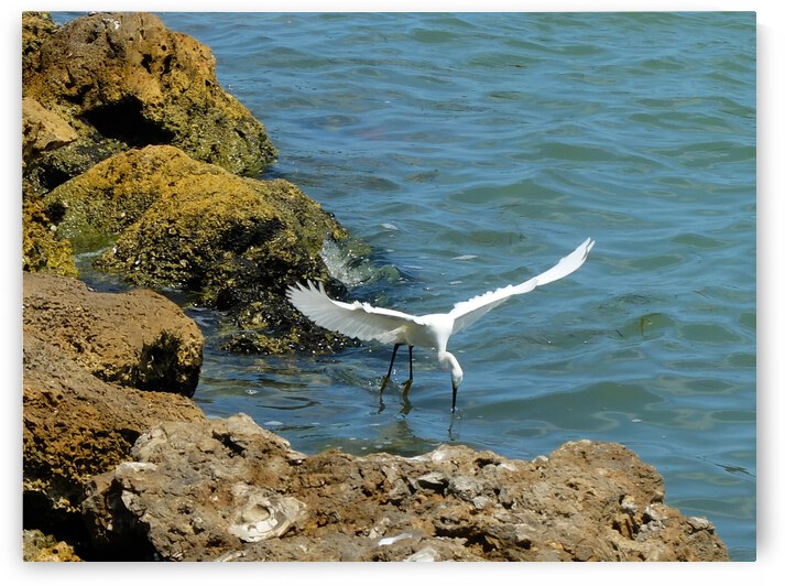 Bird 3 by Morteza Golpoor