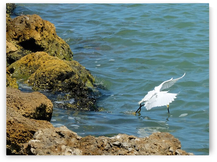 Bird 2 by Morteza Golpoor