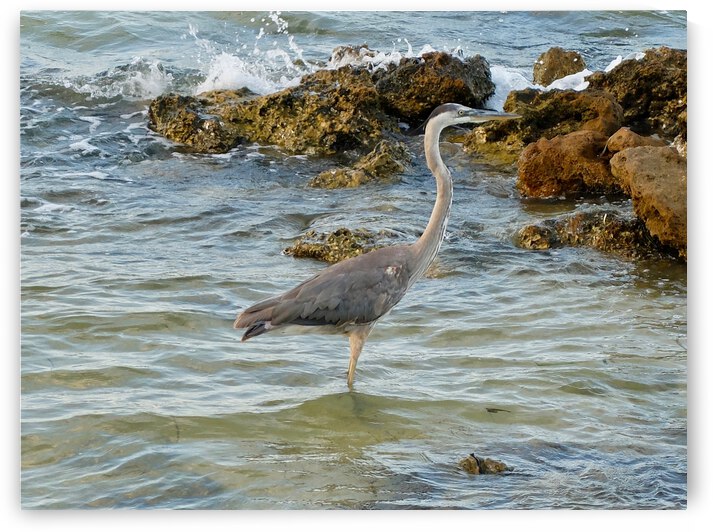 Bird  1  by Morteza Golpoor