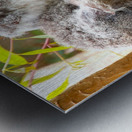 Koala 1_00013 Metal print