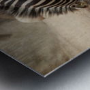 Zebra 2_00025 Metal print