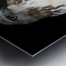 Hawk 01_00011 Metal print