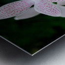 Orchid_00007 Metal print