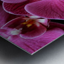 Orchid_00011 Metal print