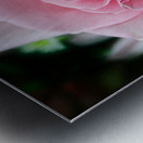 Rose03_00003 Metal print