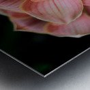 Orchid_00004 Metal print