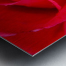 Rose05_00005 Metal print