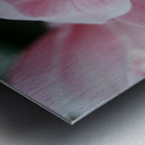 Orchid_00013 Metal print