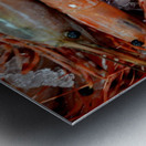 Shrimp  Metal print