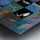 Florida 36 Metal print