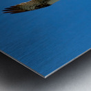 Bird 13 Metal print