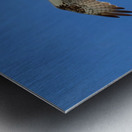 Bird 6 Metal print