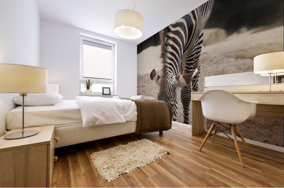 Zebra 1_00024 Mural print