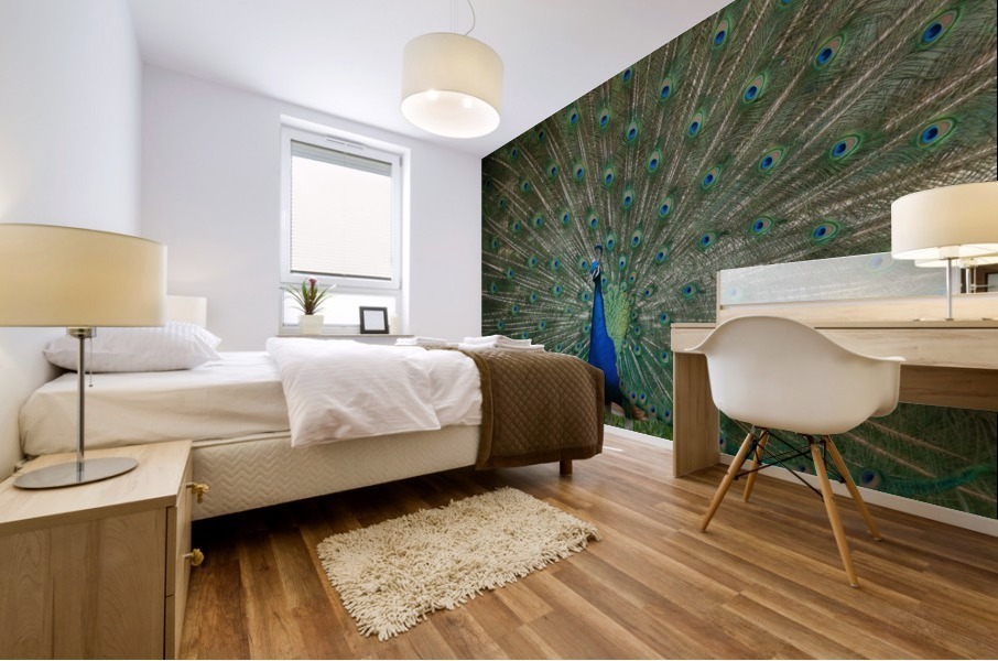 Peacock  Mural print