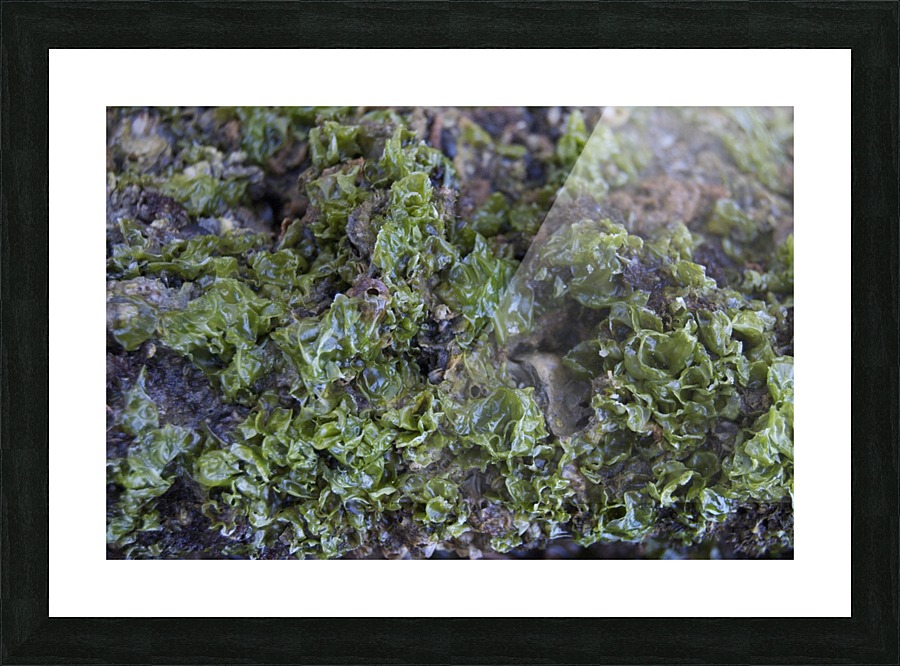 Abs 07_00006 Picture Frame print