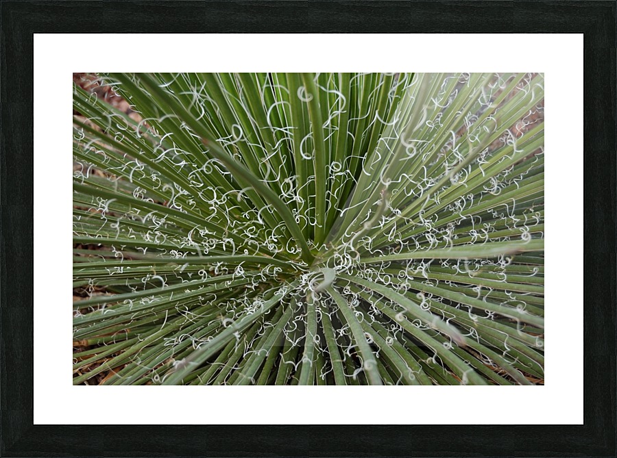 Abs 12_00011 Picture Frame print
