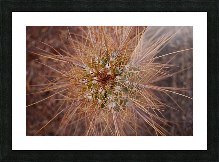 Abs 08_00007 Picture Frame print