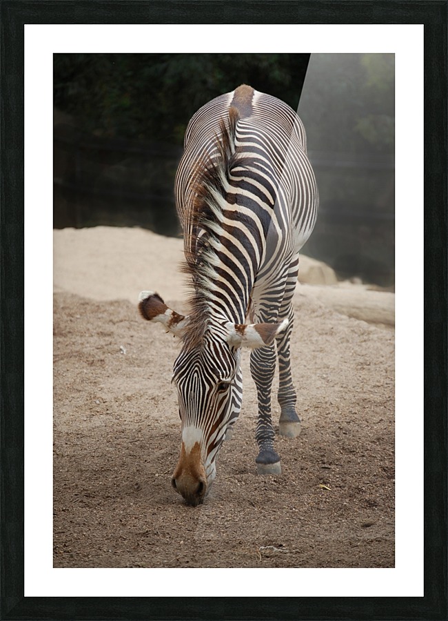 Zebra 1_00024 Picture Frame print