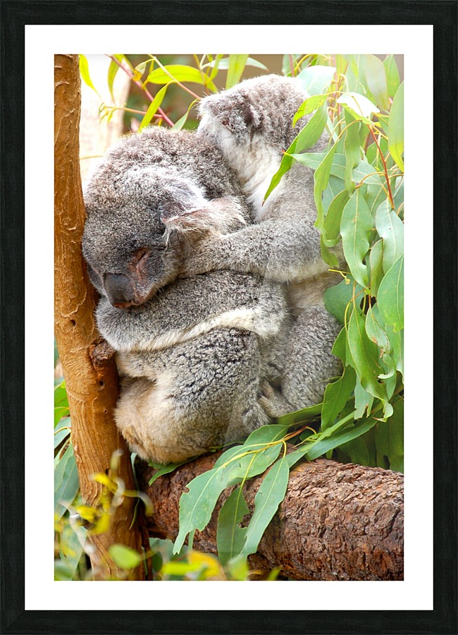 Koala 1_00013 Picture Frame print
