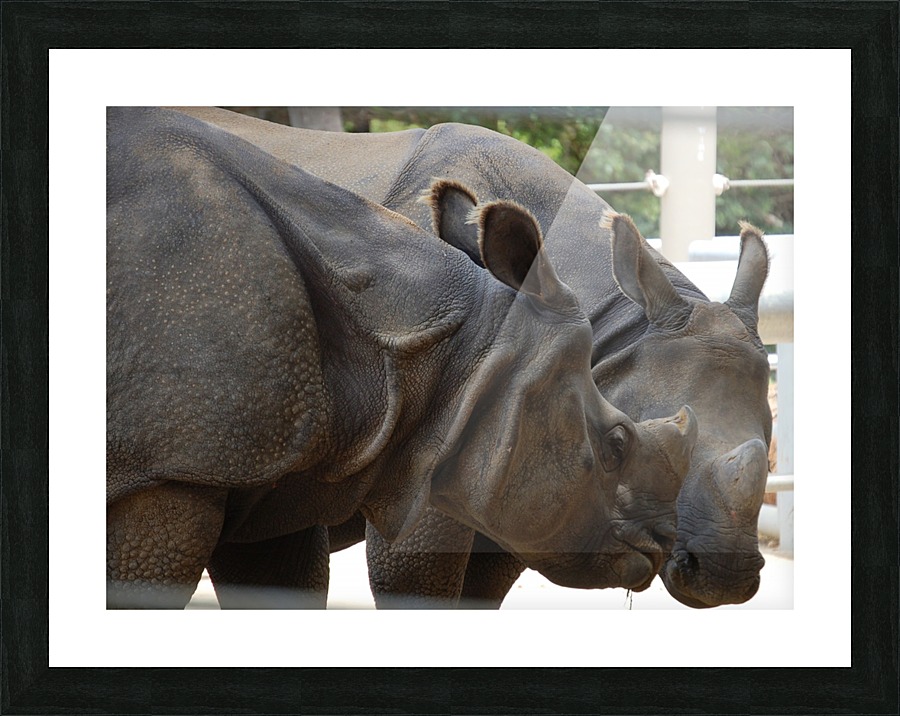 Rhino 1_00021 Picture Frame print