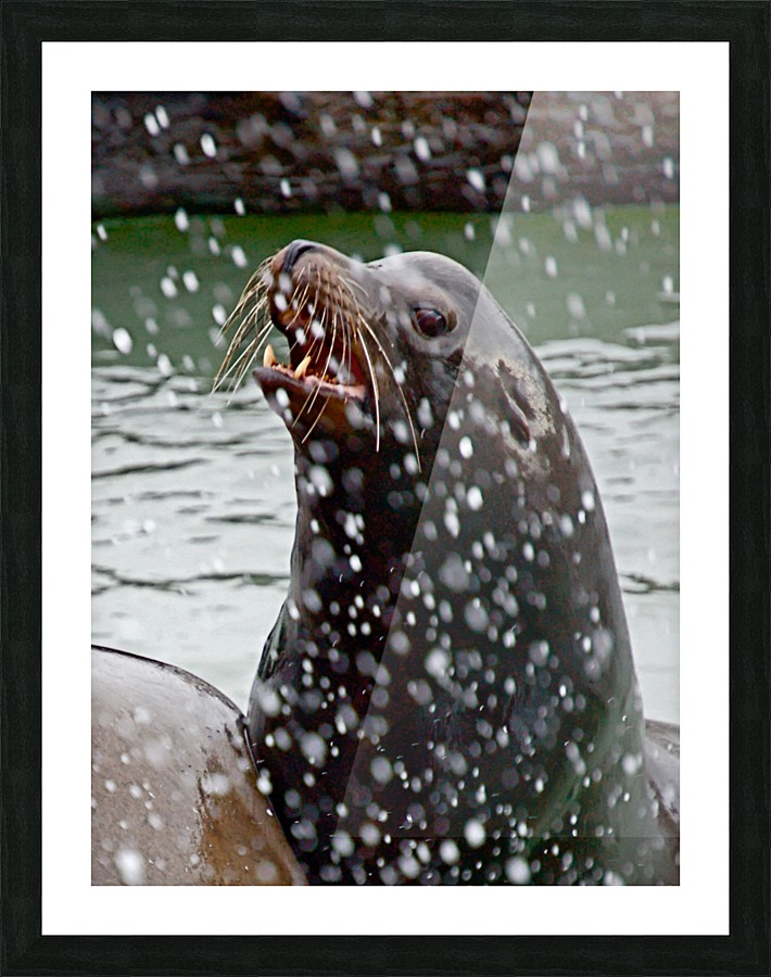 Seal_00023 Picture Frame print