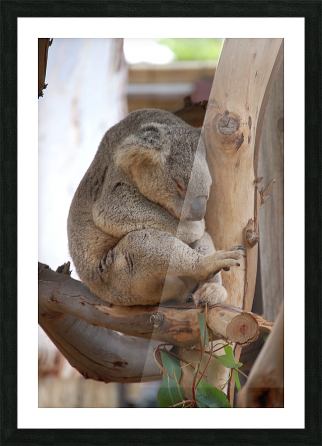 Koala 2_00014 Picture Frame print