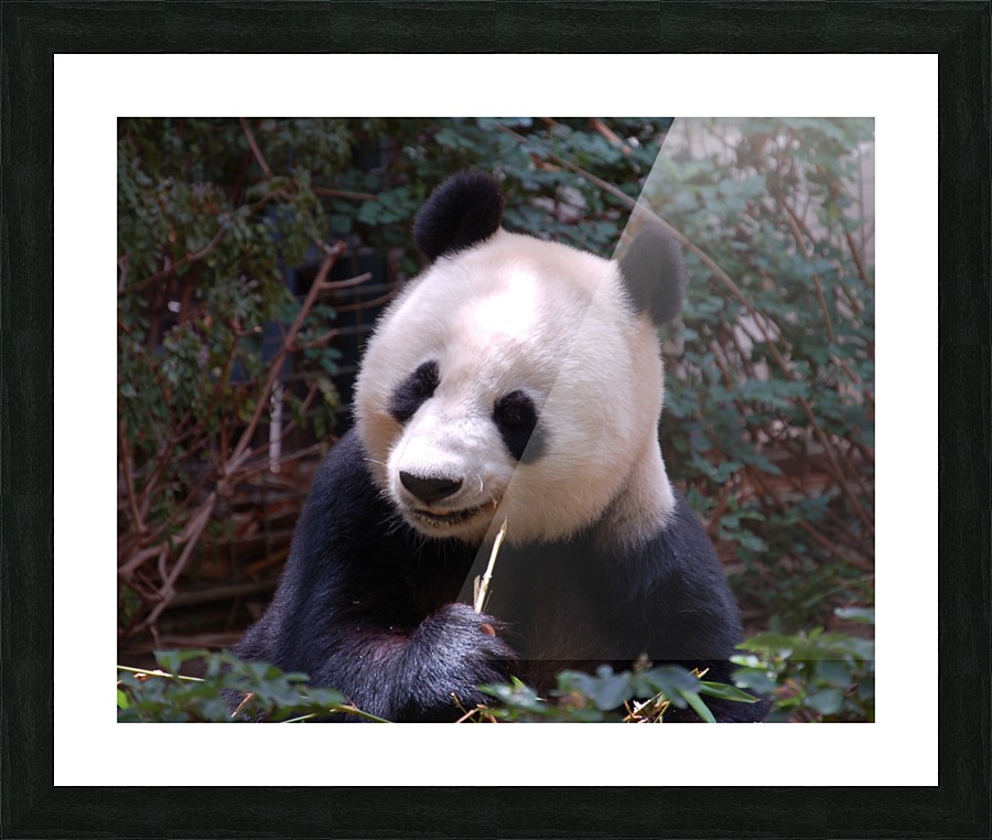 Panda 3_00017 Picture Frame print