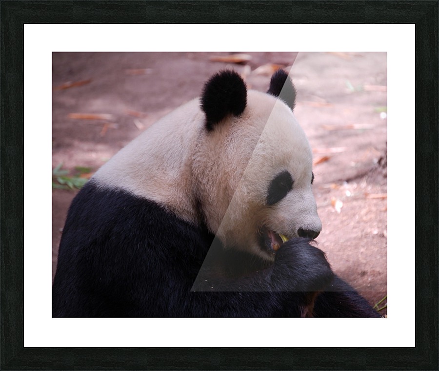 Panda 4_00018 Picture Frame print