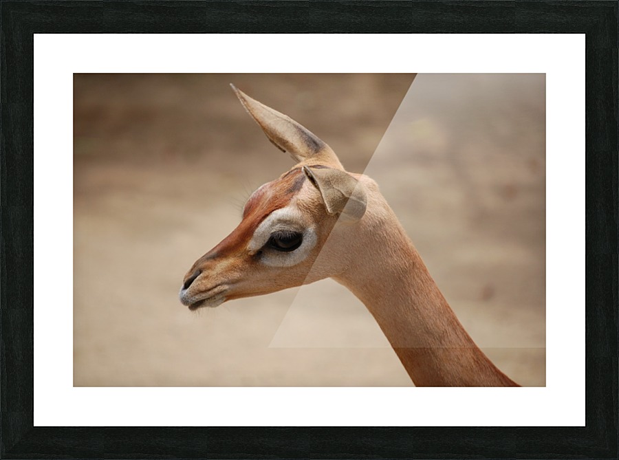 DSC_0293_00005 Picture Frame print
