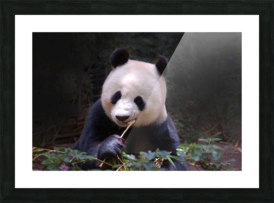 Panda 1_00015 Picture Frame print
