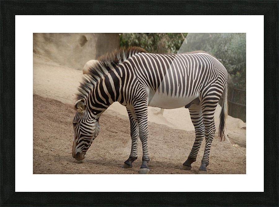Zebra 2_00025 Picture Frame print