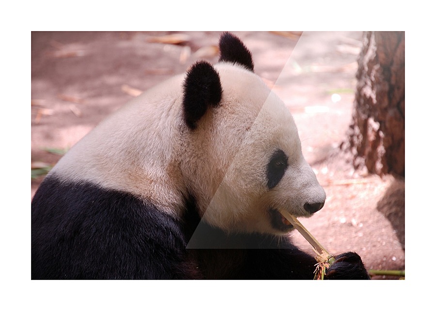 Panda 5_00019 Picture Frame print