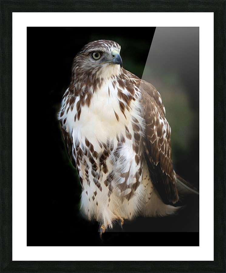 Hawk 01_00011 Picture Frame print