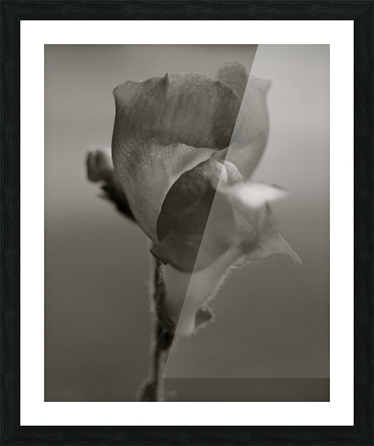 BW 06_00007 Picture Frame print