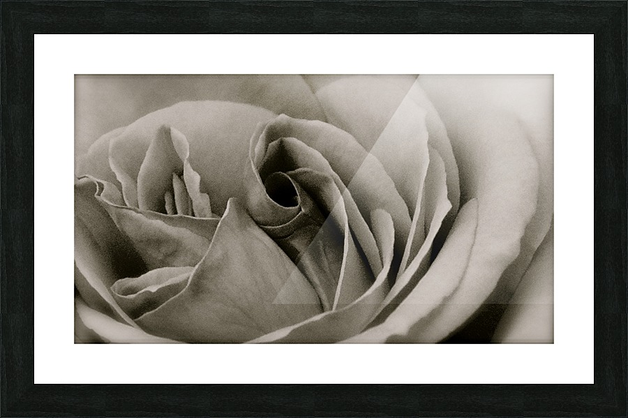 Rose04_00033 Picture Frame print
