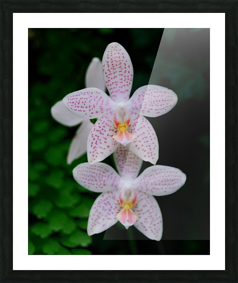 Orchid_00007 Picture Frame print