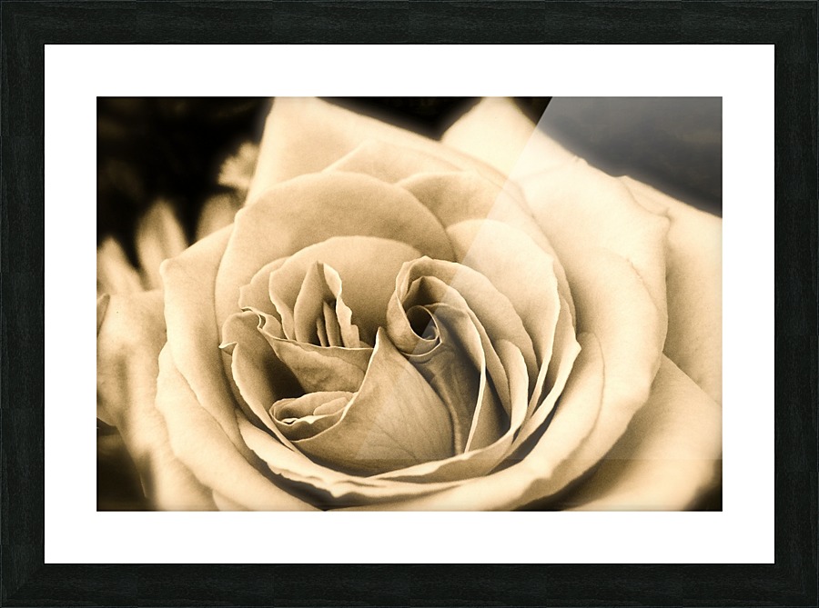 Rose02_00002 Picture Frame print