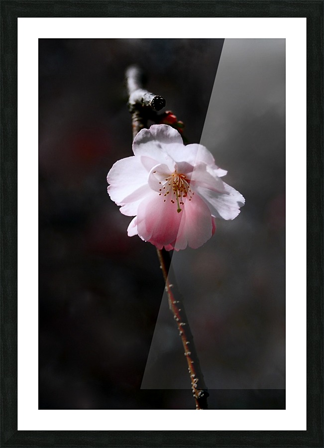 Flower Mix 15 Picture Frame print