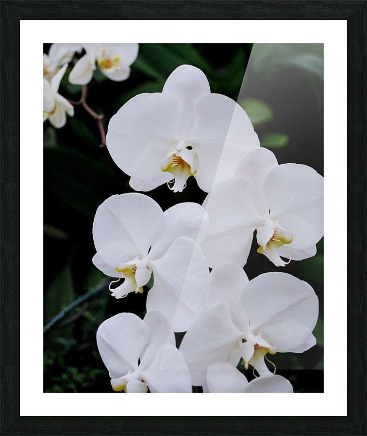 Orchid_00012 Picture Frame print