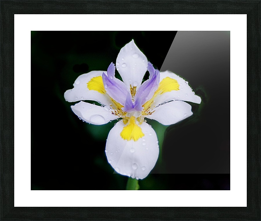 Orchid_00010 Picture Frame print