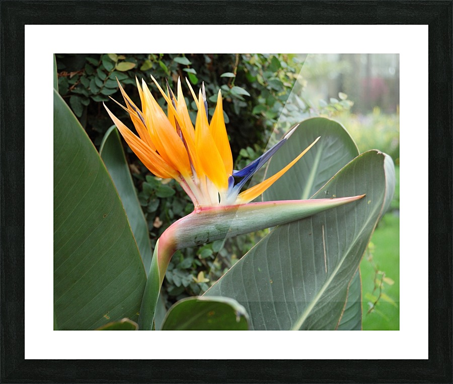 Flower Mix 07 Picture Frame print