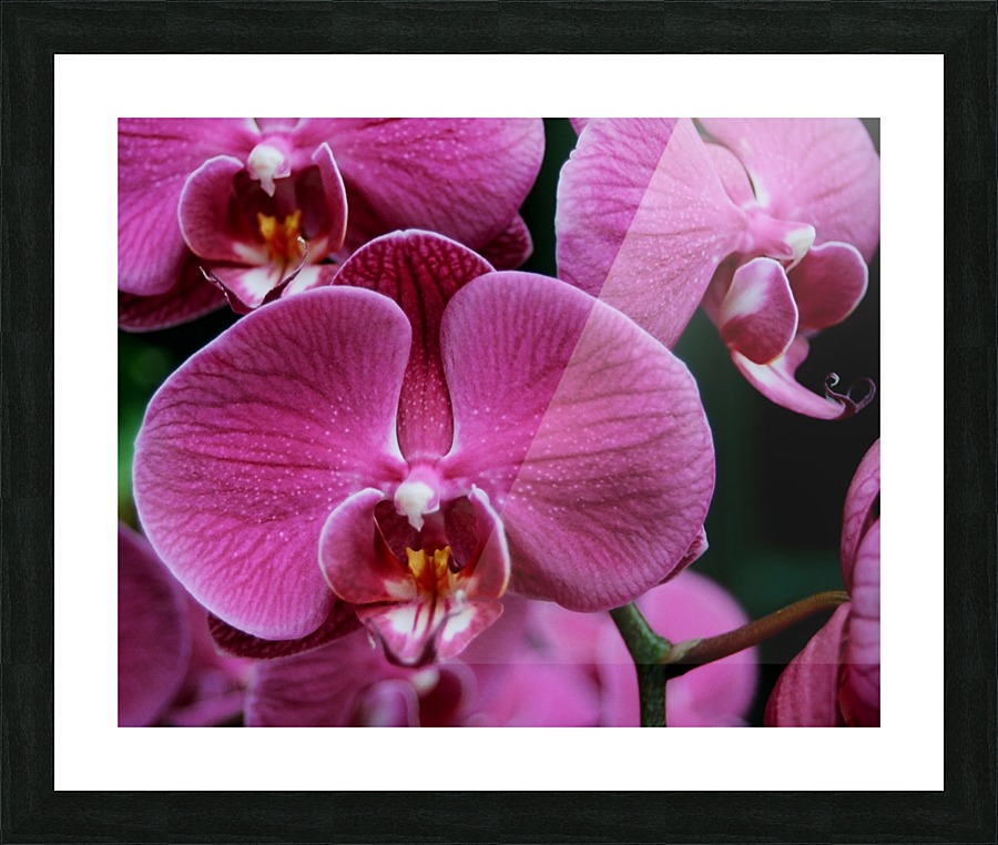 Orchid_00011 Picture Frame print