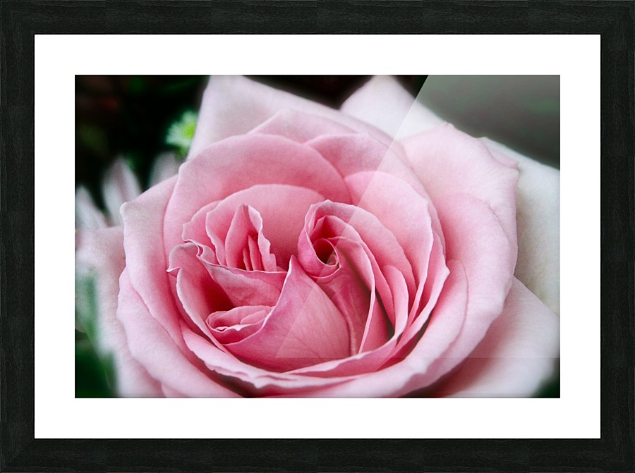 Rose03_00003 Picture Frame print