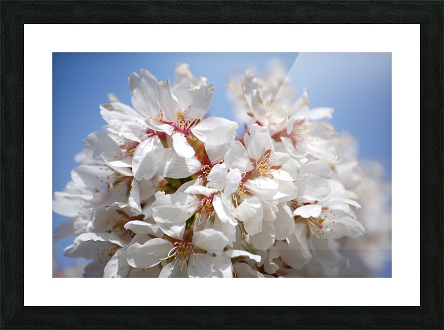 Flower Mix 09 Picture Frame print