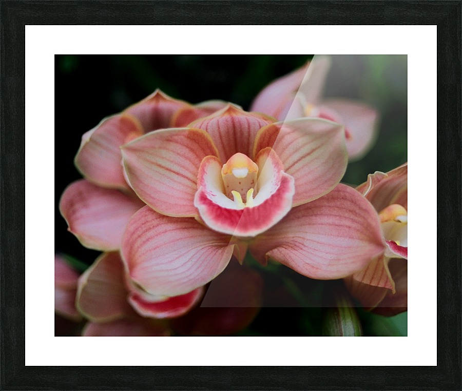 Orchid_00004 Picture Frame print